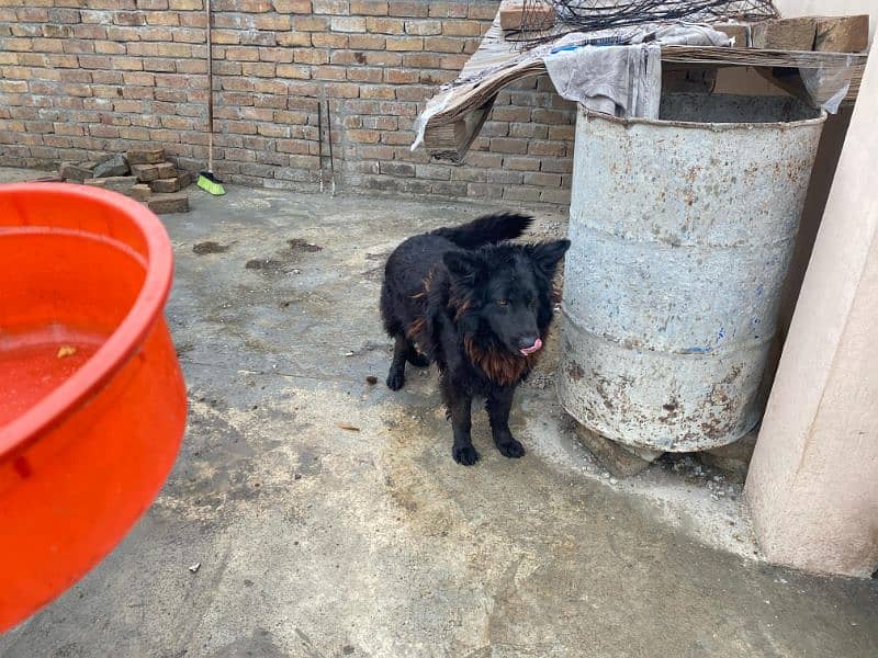 black shepherd and black and tan female for sale urgent 1