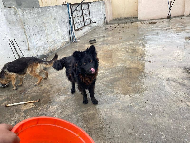 black shepherd and black and tan female for sale urgent 2