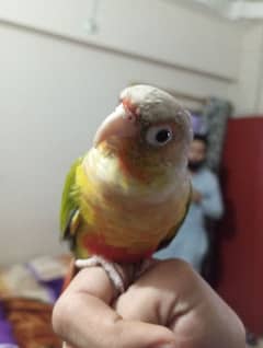 Pineapple Conure