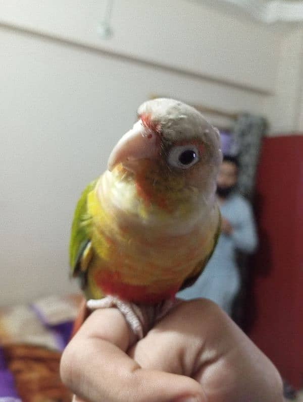 Pineapple Conure 0