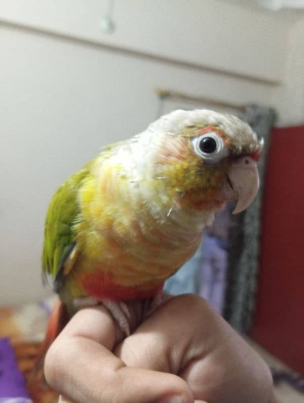 Pineapple Conure 1