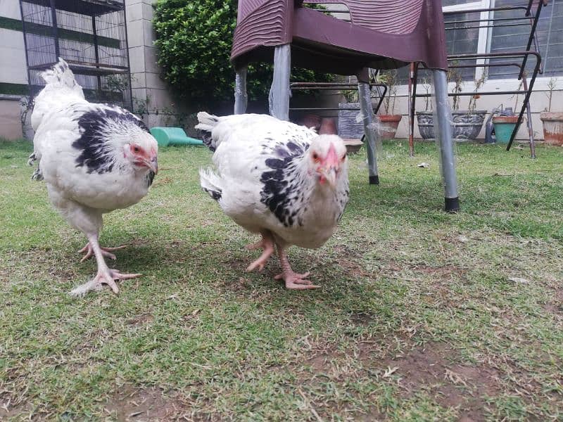 Light sussex female hen 0