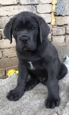 cane corso