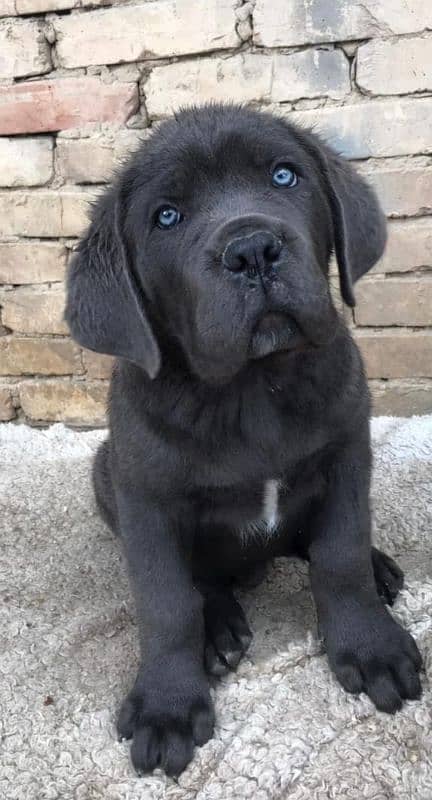 cane corso 1