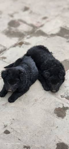 Black German Long coat Puppies