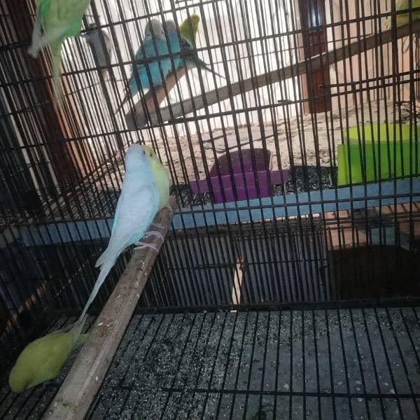 australian perrot breeder pair for sale 700 per pair 0