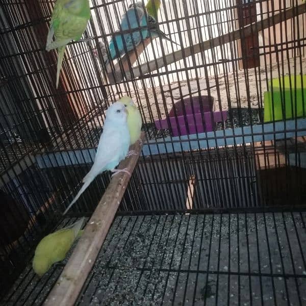 australian perrot breeder pair for sale 700 per pair 1