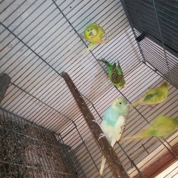 australian perrot breeder pair for sale 700 per pair 2