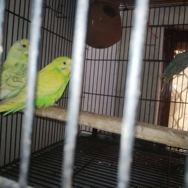 australian perrot breeder pair for sale 700 per pair 3