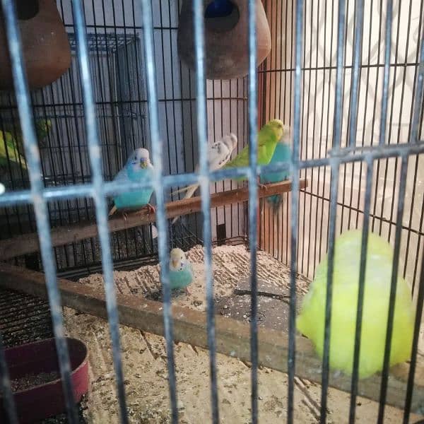 australian perrot breeder pair for sale 700 per pair 4