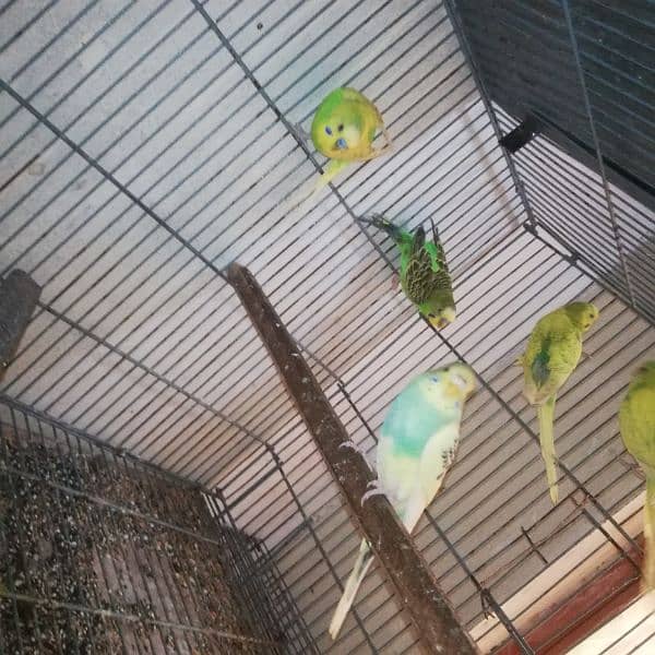 australian perrot breeder pair for sale 700 per pair 5