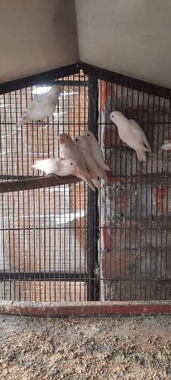 love birds albino  black eyes siplt red ayes