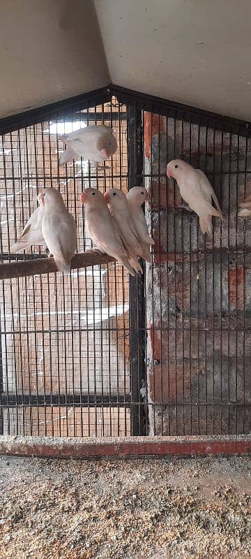 love birds albino  black eyes siplt red ayes 1