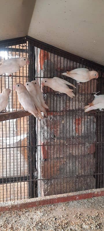 love birds albino  black eyes siplt red ayes 3