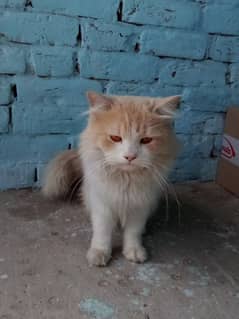 Beautiful Russian cat male