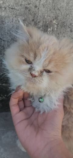 punch face cat for sale