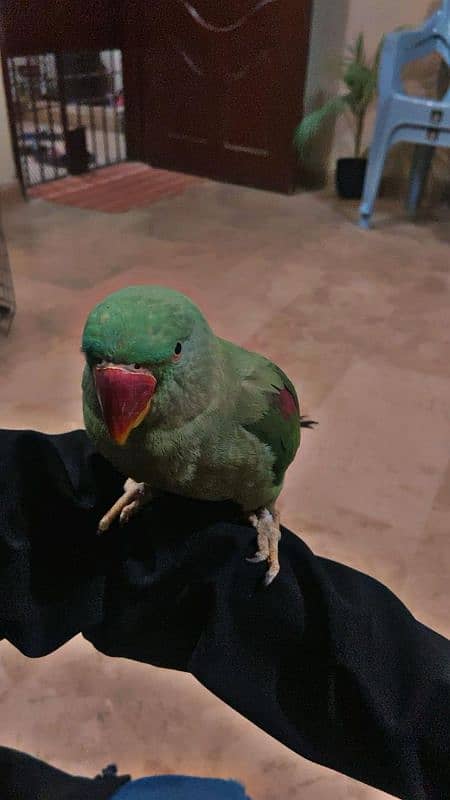 Raw parrot  1 year age 2