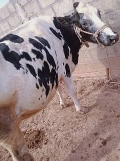 frezen gaban cow for sale