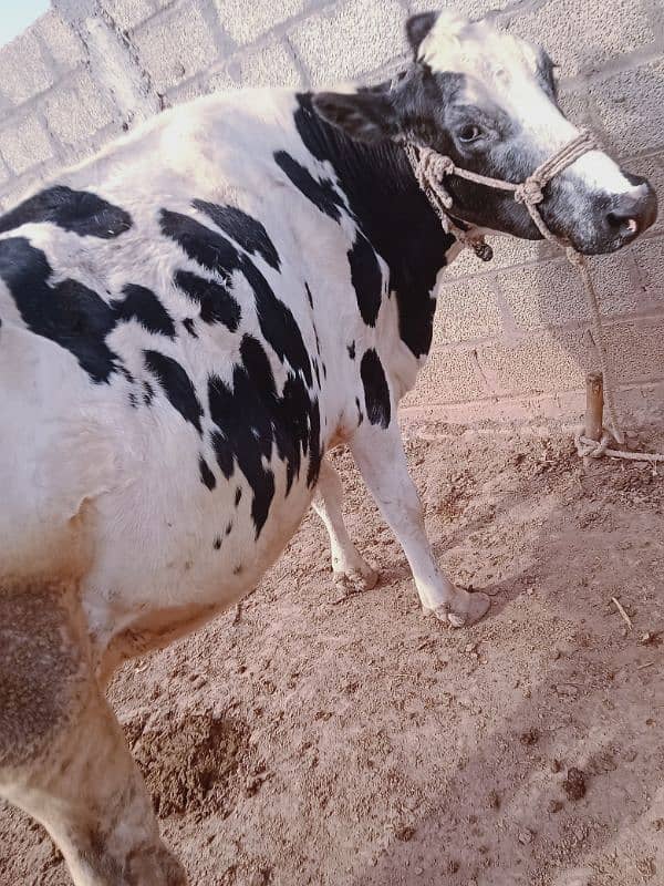 frezen  5 month gaban cow for sale 0