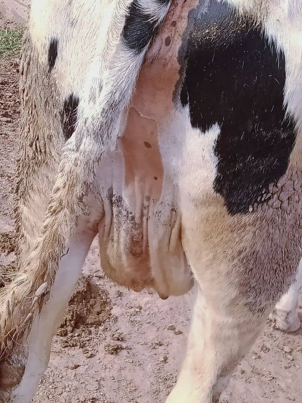 frezen  5 month gaban cow for sale 1