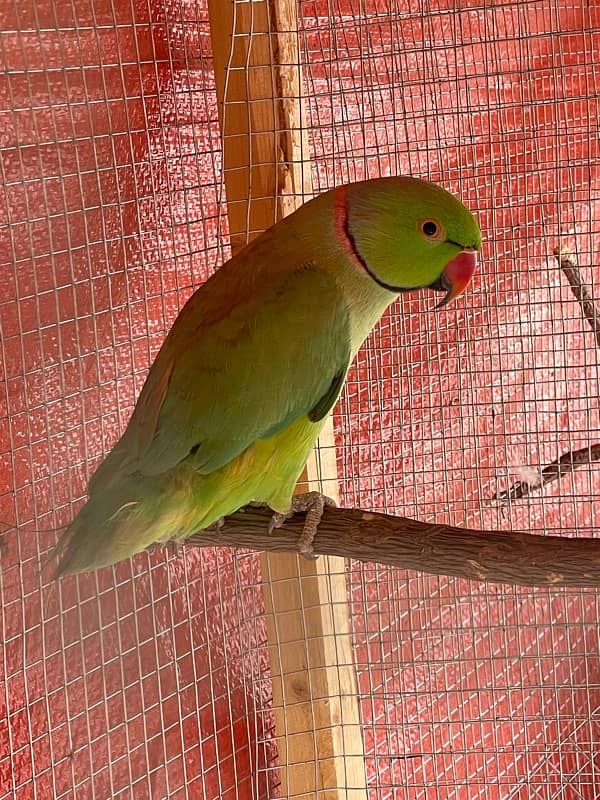 wild ringneck male breeder 0