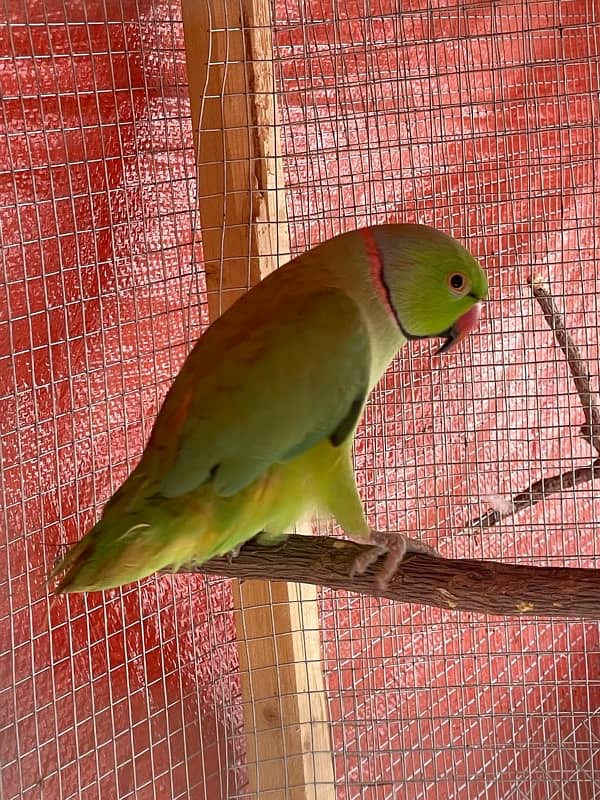 wild ringneck male breeder 1