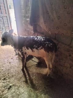 milking cow for sale