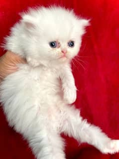 Persian kitten Blue eyes