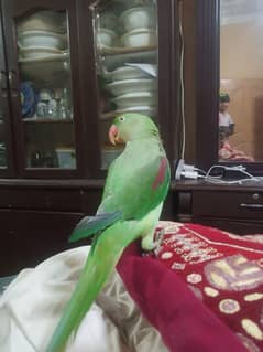 beautiful green parrot for sale