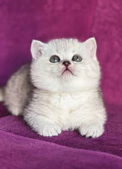 British shorthair