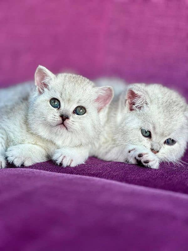 British shorthair 2