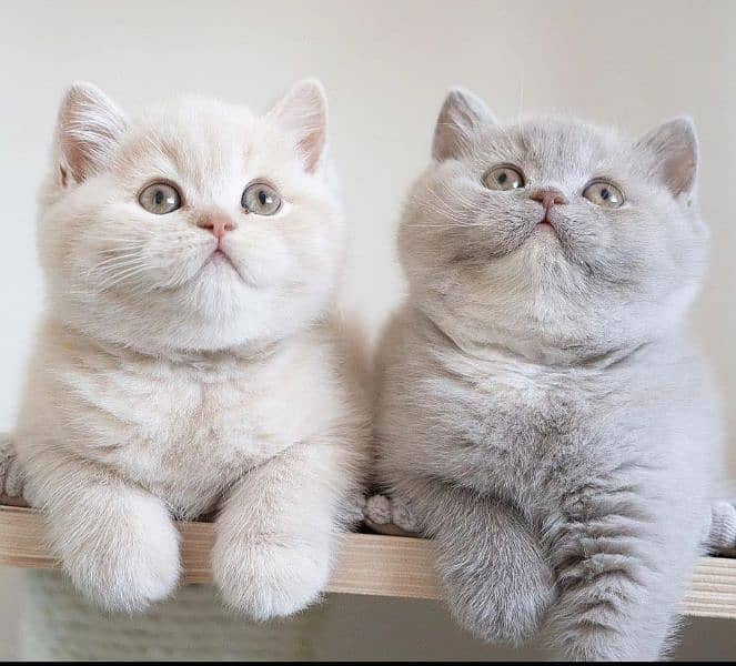 British shorthair 3