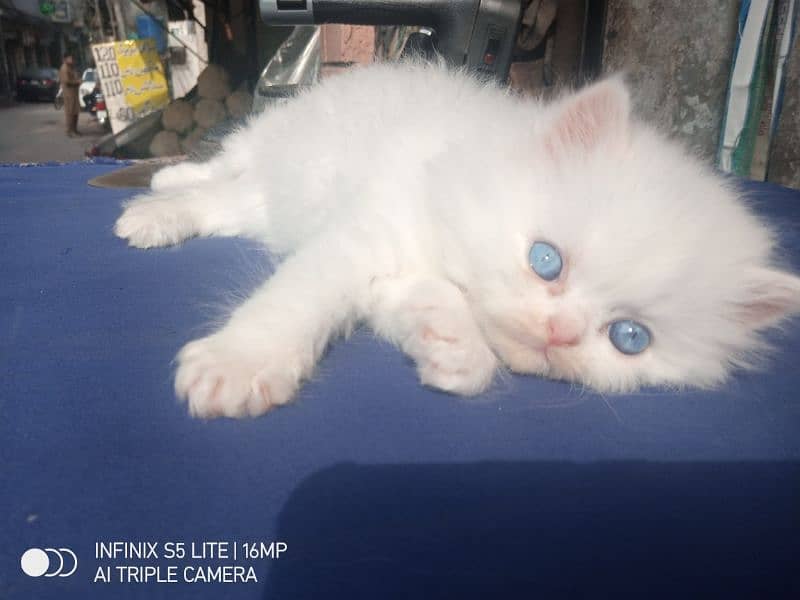 Persian kitten Blue eyes 1