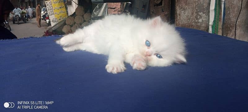 Persian kitten Blue eyes 3