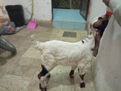 bakri ka bacha hai male hai urgent sell