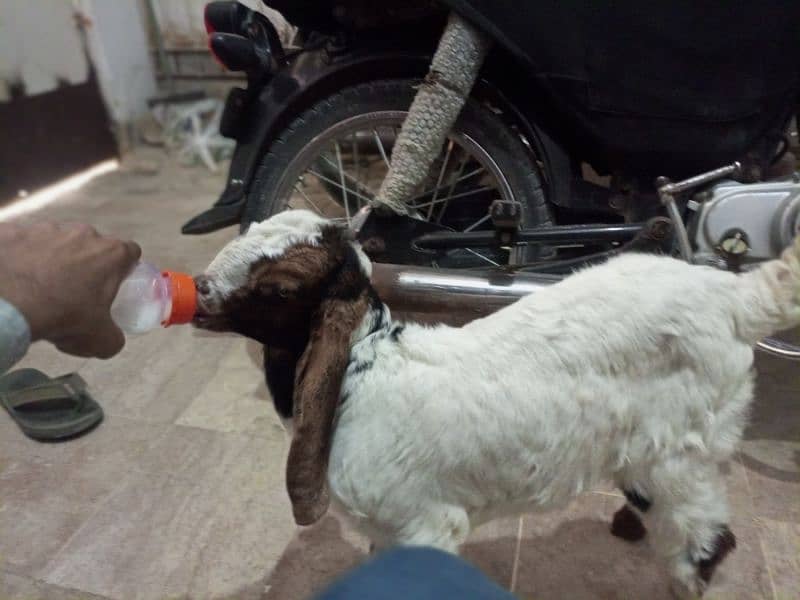 bakri ka bacha hai male hai urgent sell 3