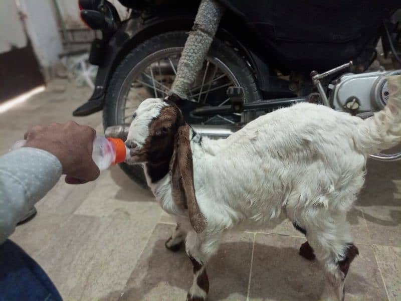 bakri ka bacha hai male hai urgent sell 4