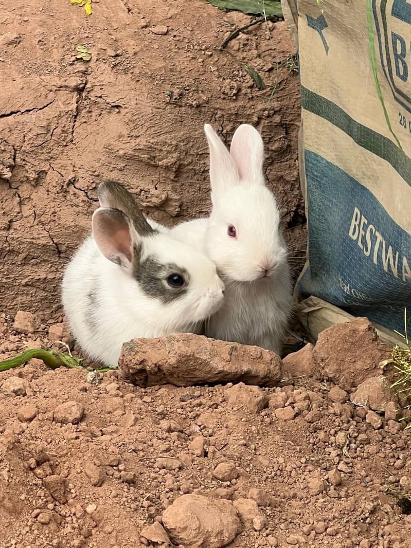 RABBITS for sale 1