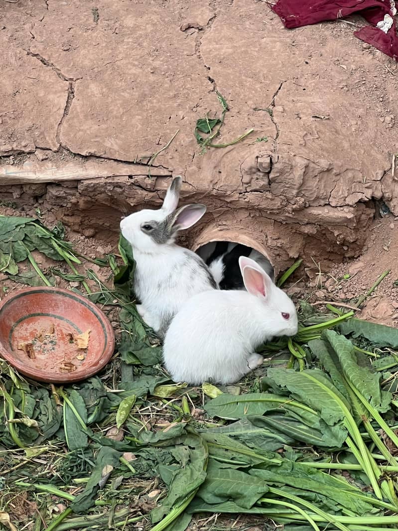 RABBITS for sale 2