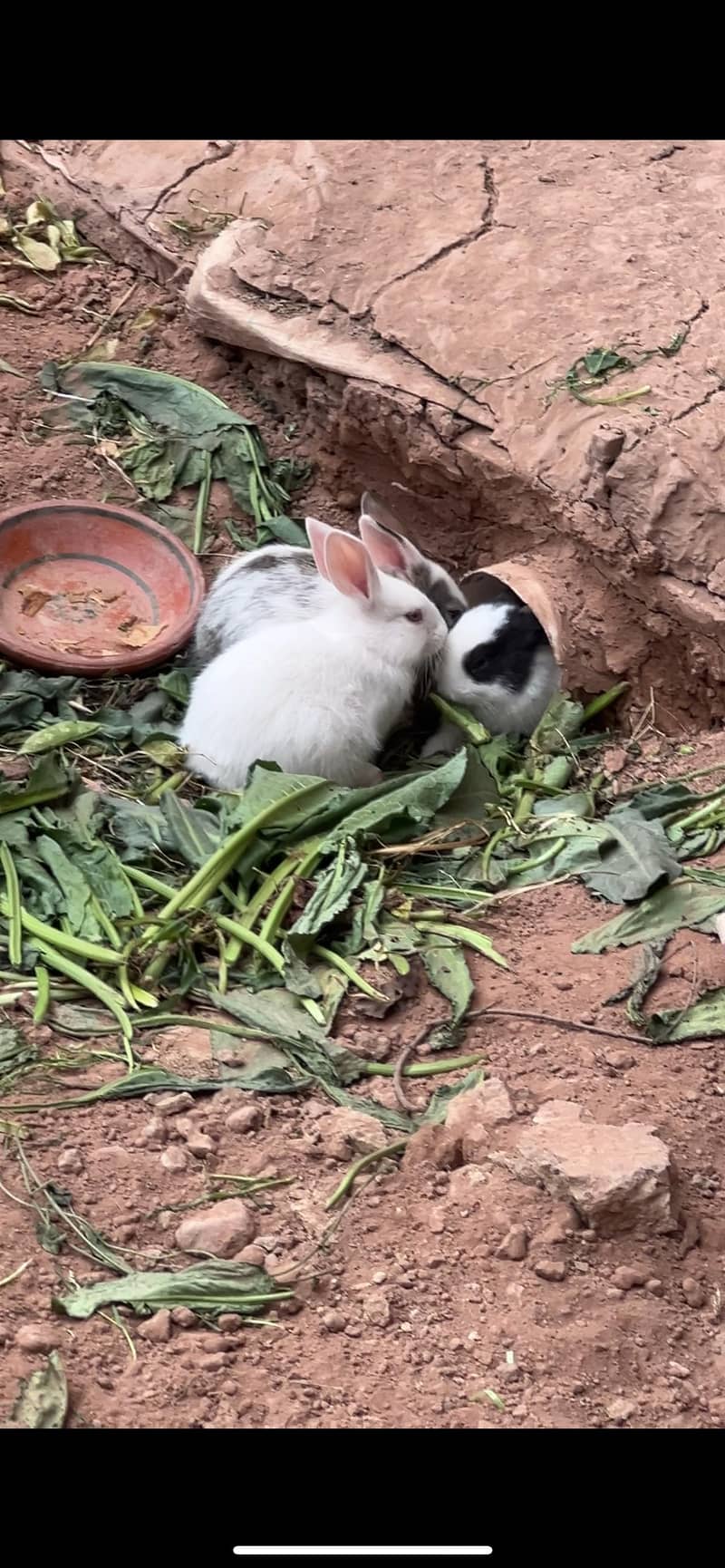 RABBITS for sale 3