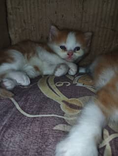 PERSIAN KITTENS