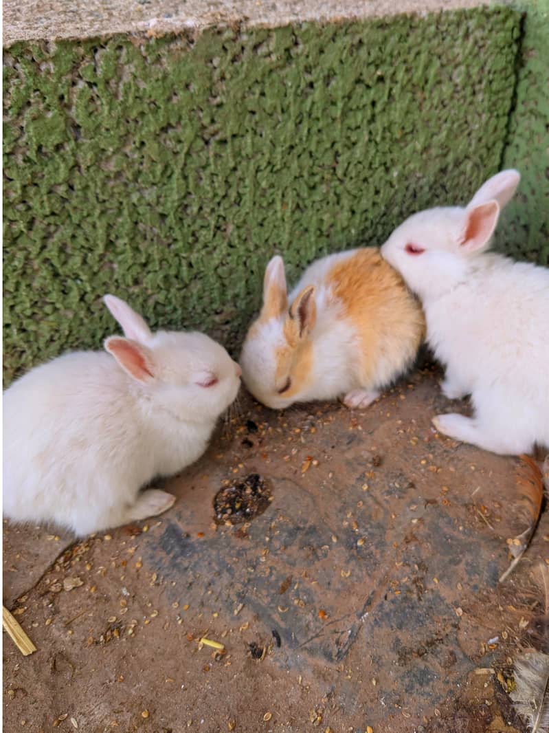 rabbit babies / bunnies 1