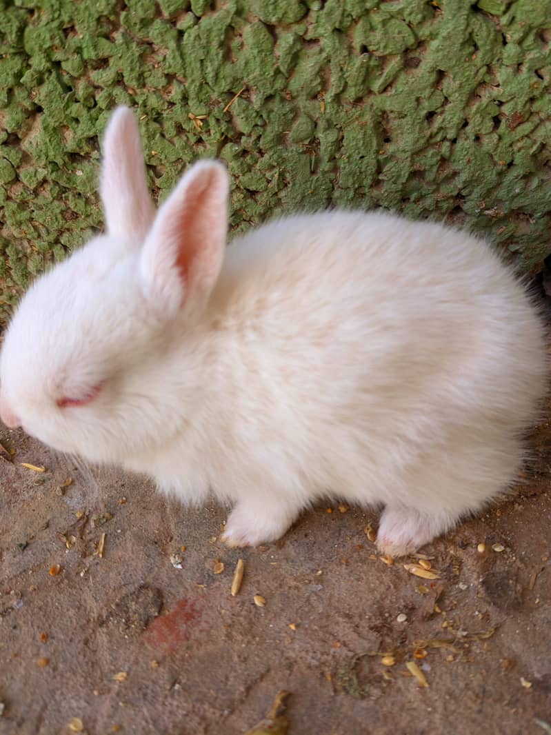 rabbit babies / bunnies 3