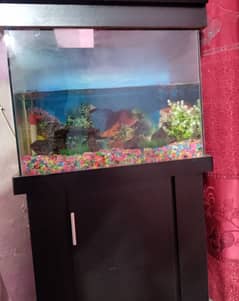 fish aquarium