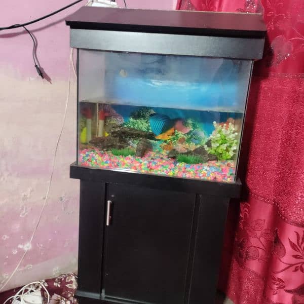 fish aquarium 3