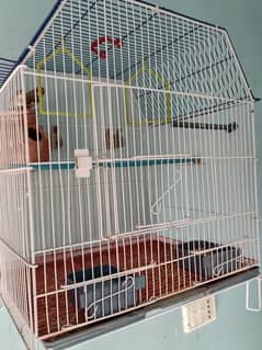 finches for sale