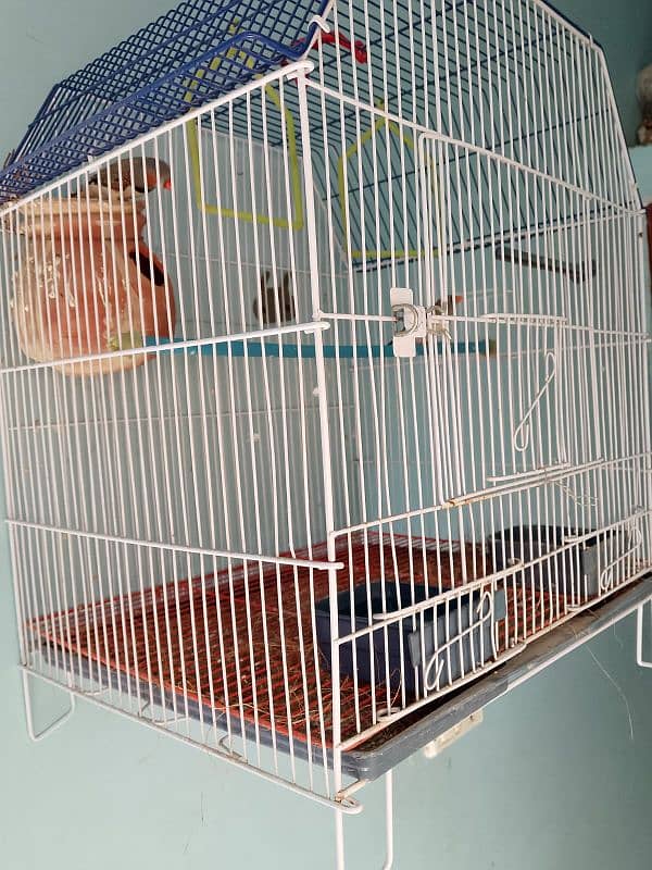 finches for sale 1