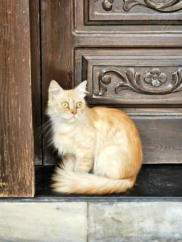 Persian Cute Cat For Adoption 0