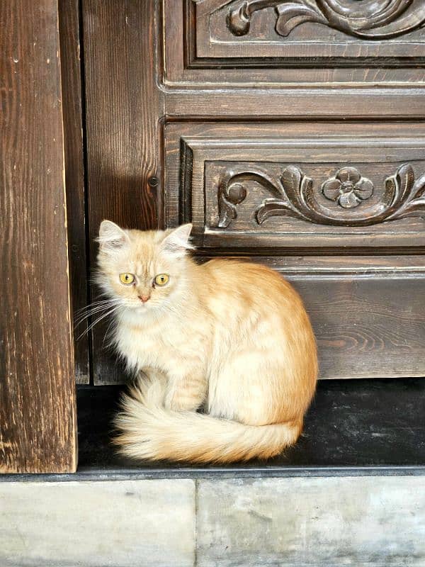 Persian Cute Cat For Adoption 1