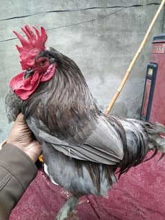 Bantam